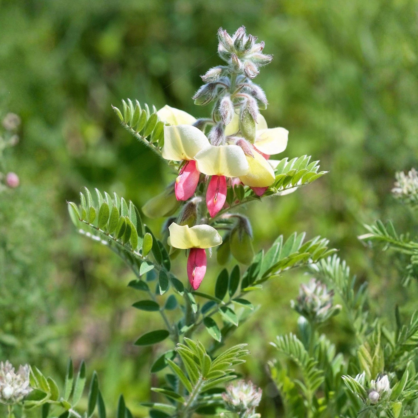 Goat's Rue Seeds, Native Perennial Wildflower, Pink Pea-Like Flowers, Nitrogen Fixing Plant, Tephrosia virginiana, 10 Seeds