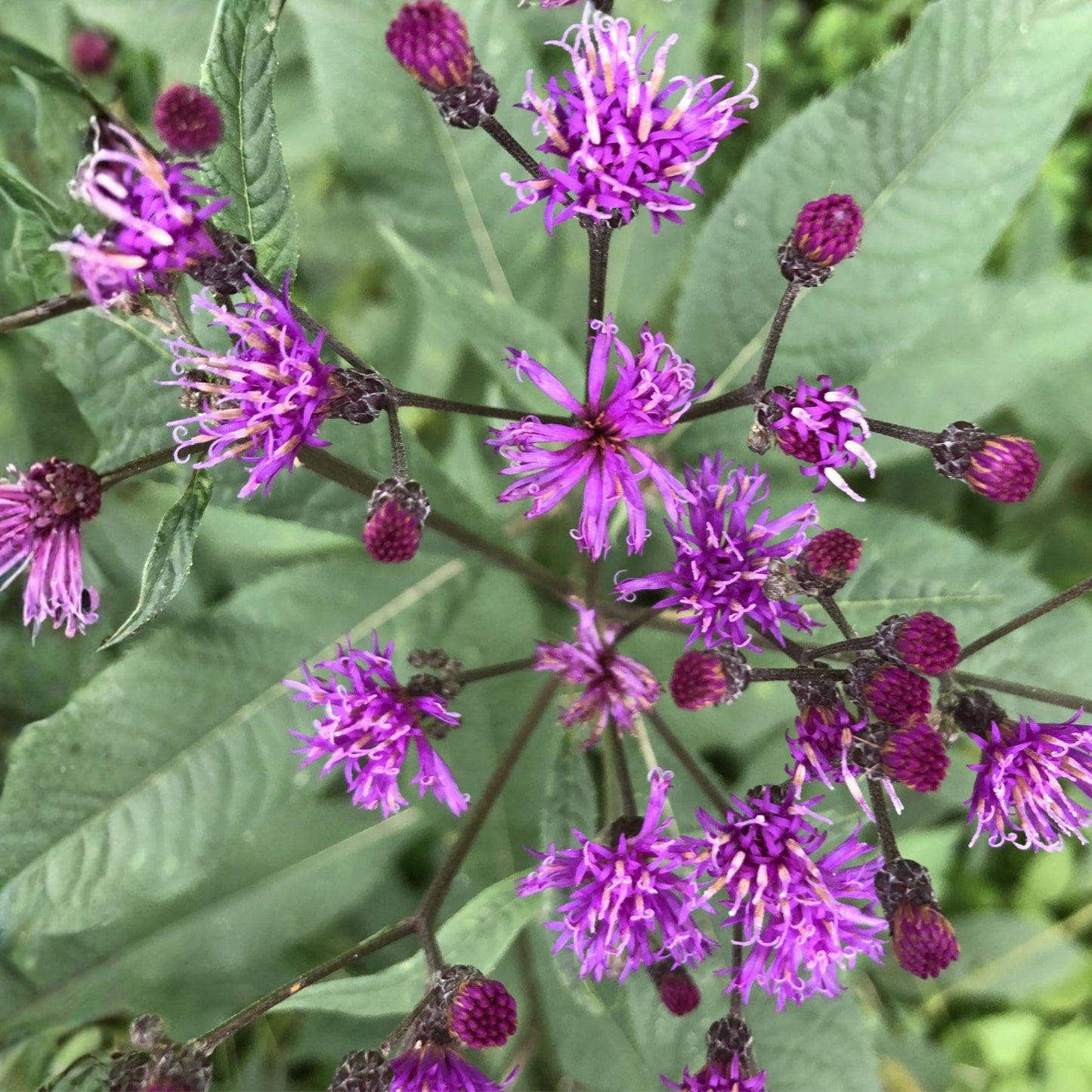 Tall Ironweed Seeds | Vernonia gigantea Native Wildflower | Purple Perennial Pollinator Plant | 100 Seeds