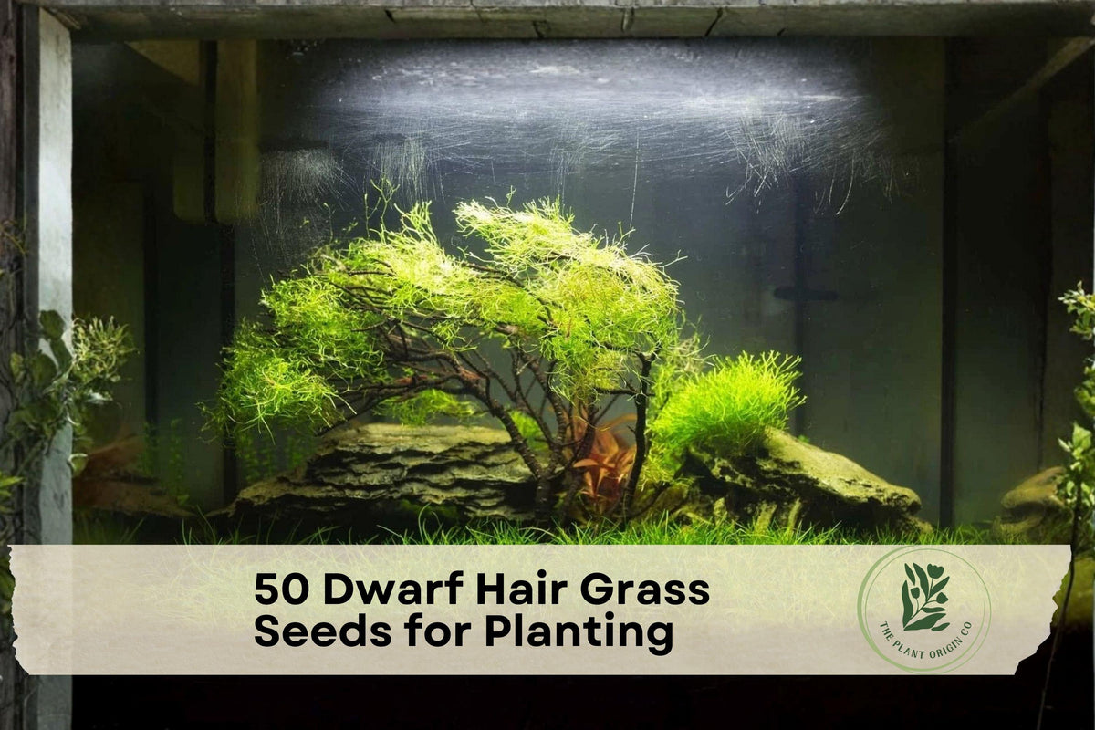 Dwarf Hair Grass Seeds, Aquarium Foreground Carpet, Eleocharis parvula, Aquascaping Plant, Freshwater Water Garden