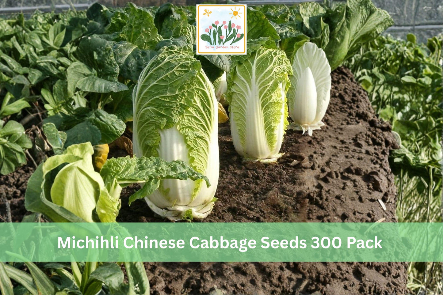 Michihli Chinese Cabbage Seeds 300 Pack | Brassica rapa subsp. pekinensis | Cool Season Leafy Vegetable
