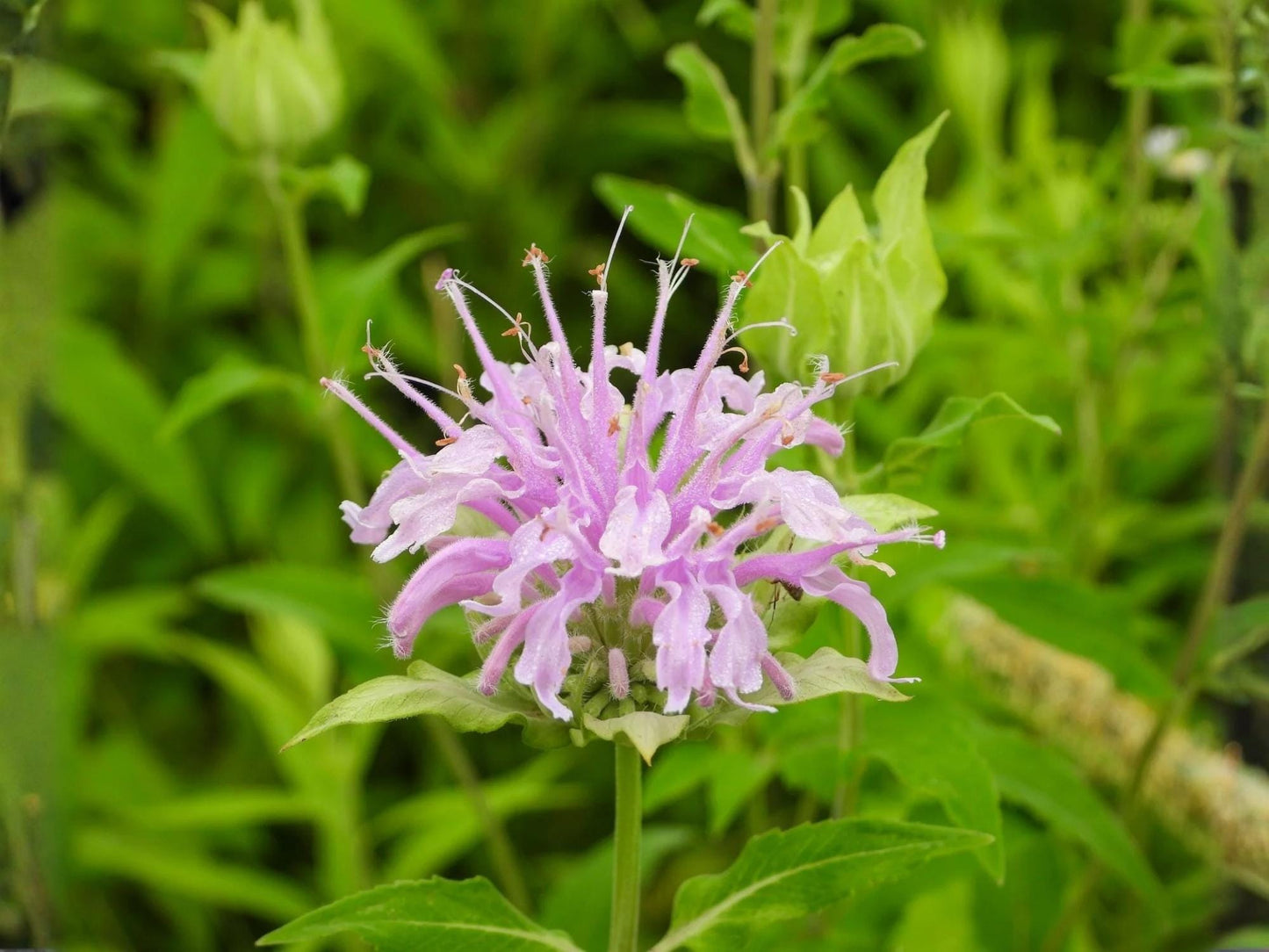 Wild Bergamot Seeds – Heirloom Non-GMO Native Flower for Pollinator Gardens – Monarda fistulosa, Lavender Blooms, Bee & Butterfly Friendly