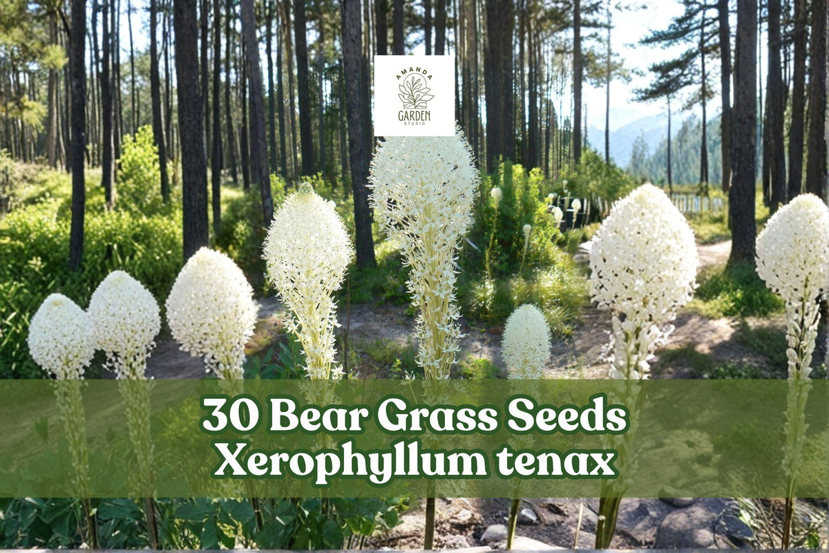 Bear Grass Seeds – Xerophyllum tenax – Perennial Ornamental Grass with White Flowers for Landscaping & Pollinator Gardens
