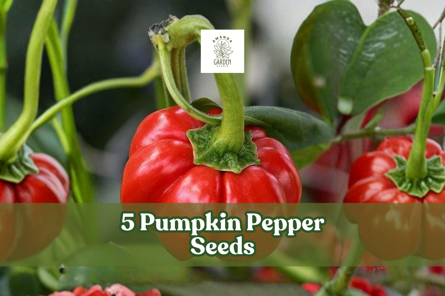 Pumpkin Pepper Seeds – Ornamental Capsicum annuum for Decorative Gardens and Crafts – Miniature Pumpkin-Shaped Fruits