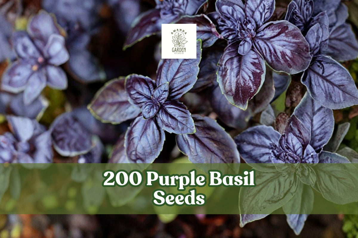 Purple Basil Seeds – 200 Ocimum basilicum Herb Seeds for Planting, Ornamental and Culinary Herb, Purple Leaves & Flowers