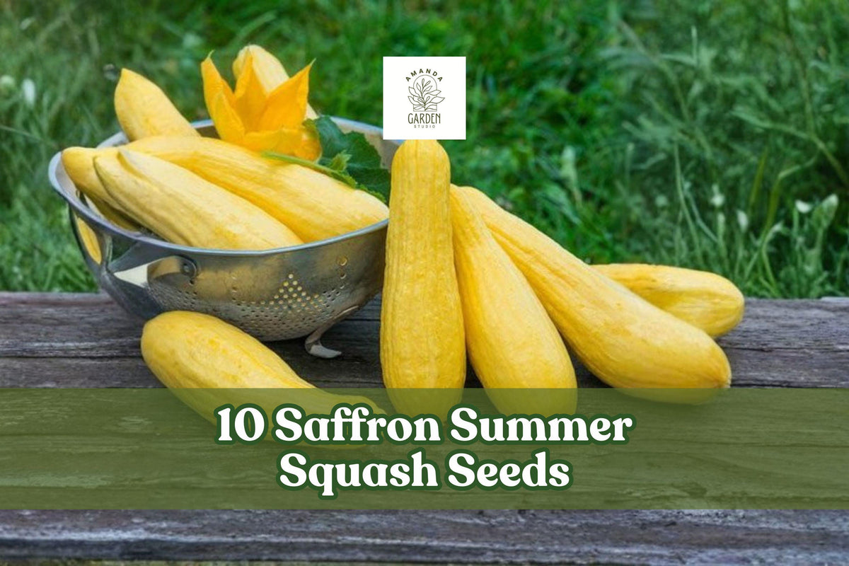Saffron Summer Squash Seeds – Yellow Straightneck Cucurbita pepo, 10 Pack for Vegetable Garden, Home Growing