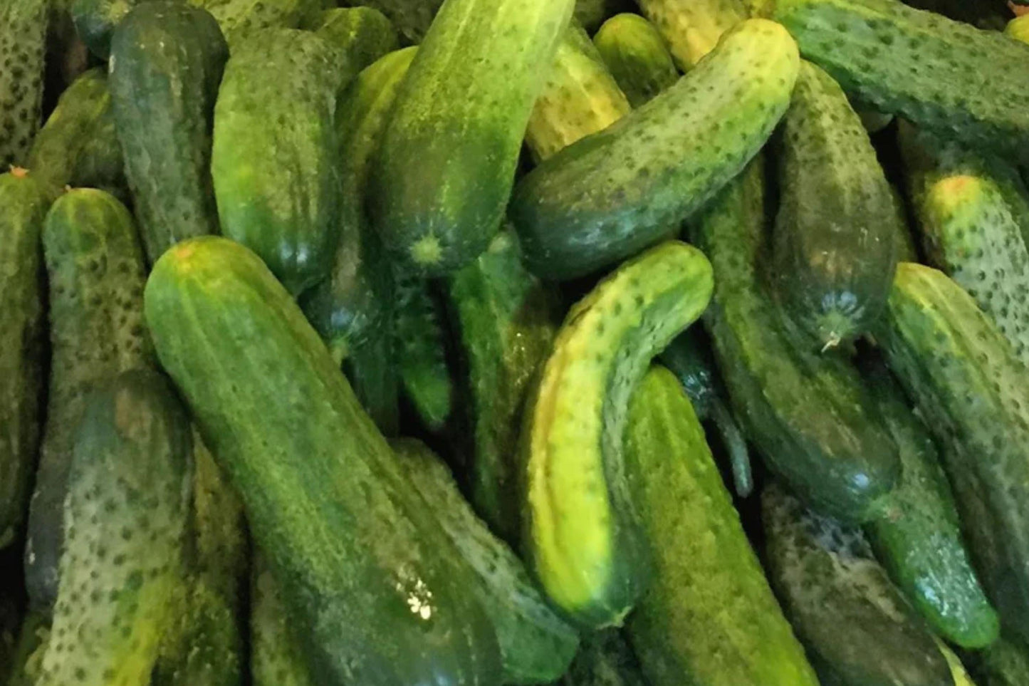 Carolina Pickling Cucumber Seeds – Early F1 Hybrid for Vegetable Gardens, Pickling, Home Gardening, 50+ Seeds