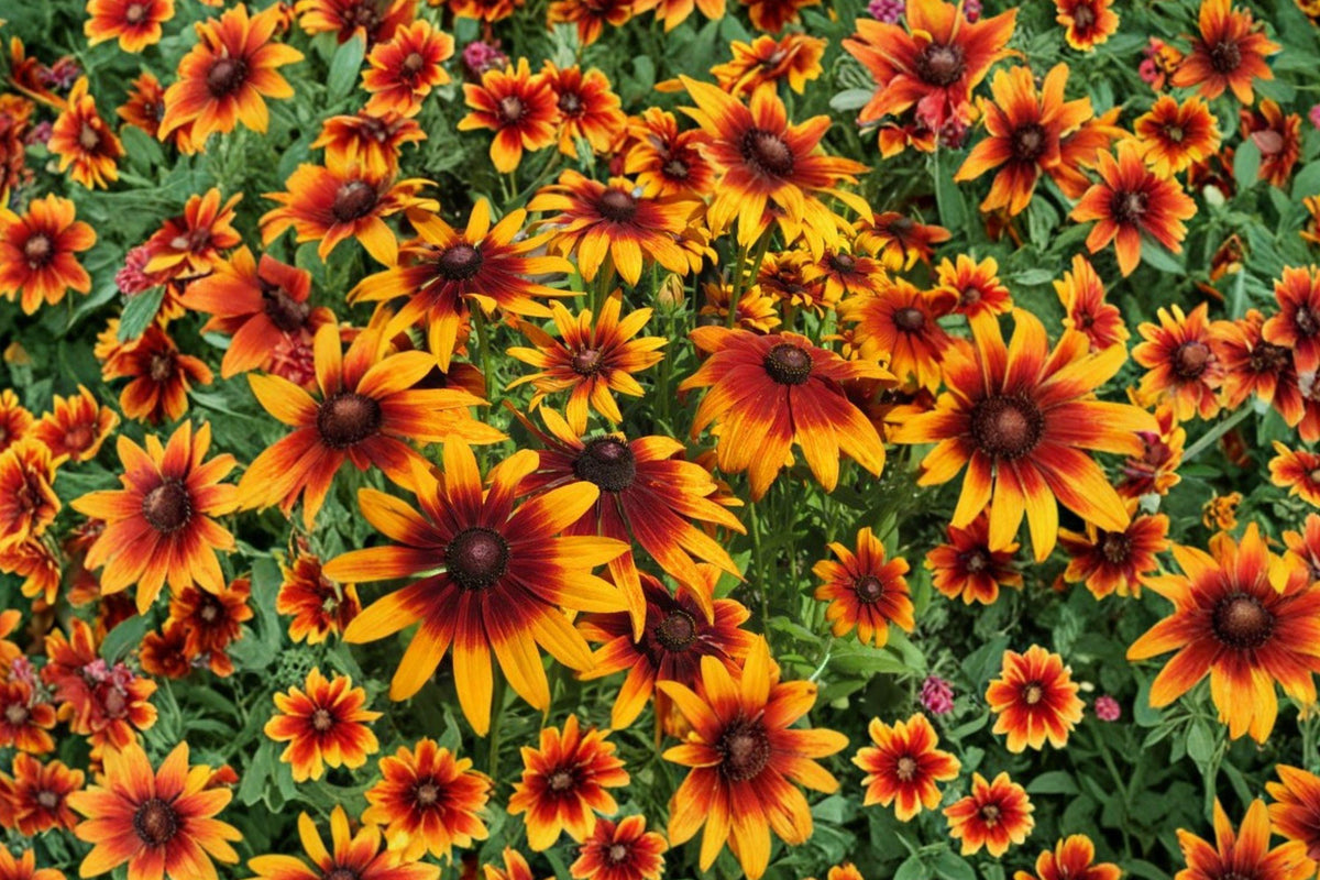 Autumn Forest Rudbeckia Hirta Seeds - Drought Tolerant Wildflower for Pollinator Gardens, 50 Non-GMO Seeds