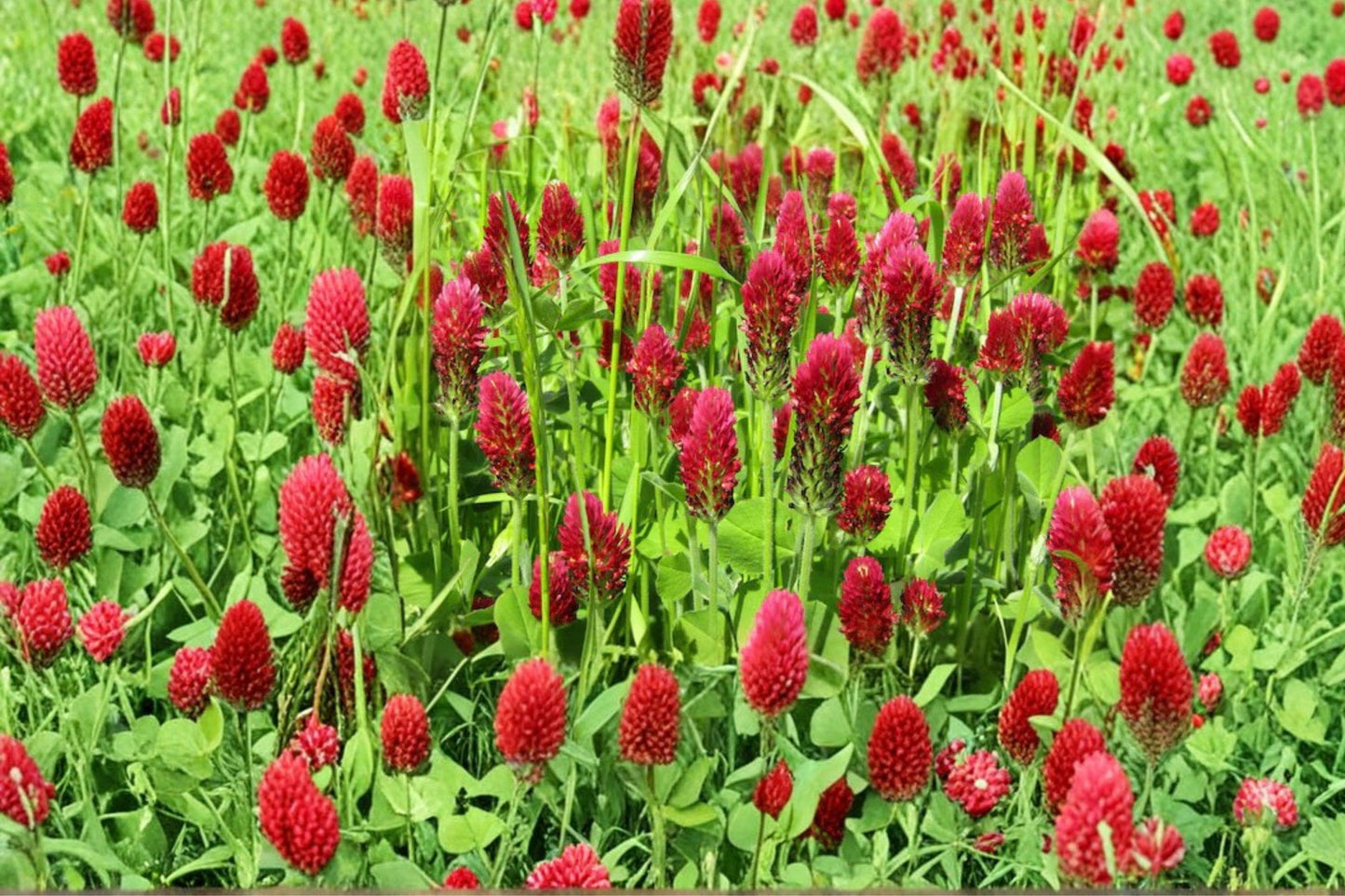 Crimson Clover Seeds – 300 Non-GMO Inoculated Trifolium incarnatum for Pollinator Gardens, Cover Crops & Soil Enrichment