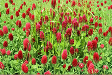 Crimson Clover Seeds – 300 Non-GMO Inoculated Trifolium incarnatum for Pollinator Gardens, Cover Crops & Soil Enrichment