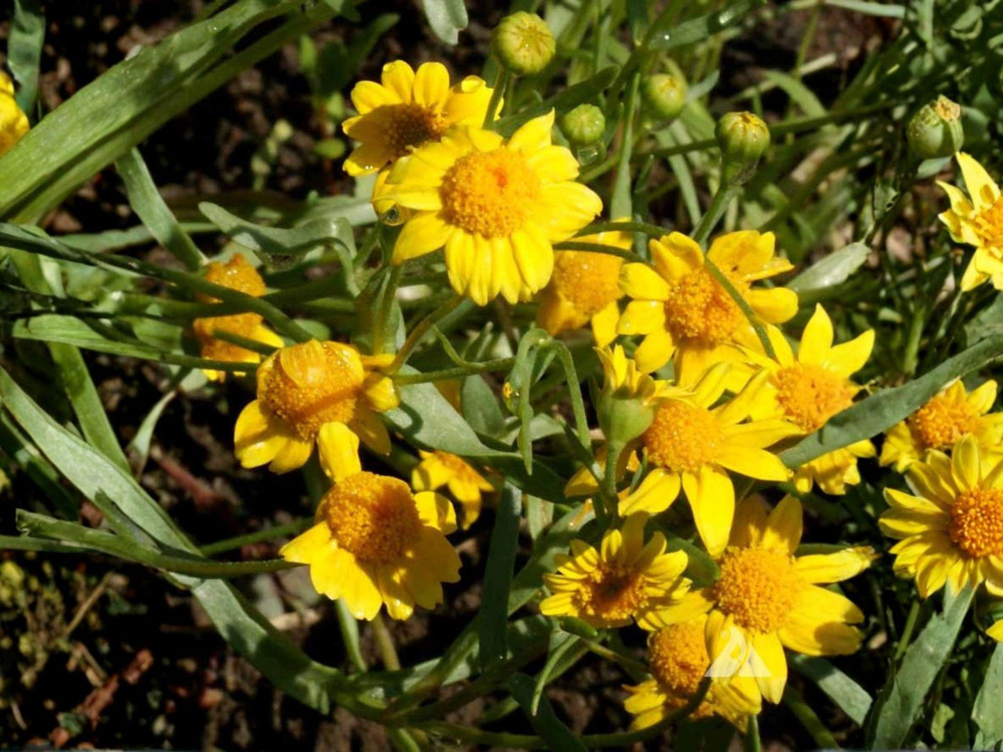 Lasthenia glabrata Seeds – Yellowray Goldfields Wildflower – Bright Yellow Spring Annual for Wildflower Gardens and Pollinator Habitats