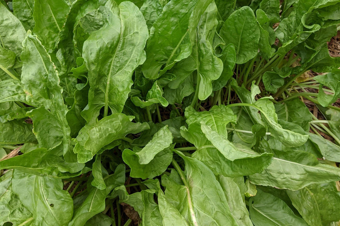 Large Leaf Sorrel Seeds - Rumex Acetosa Hardy Perennial Culinary Herb, 600+ Seeds for Kitchen Gardens & Edible Landscapes