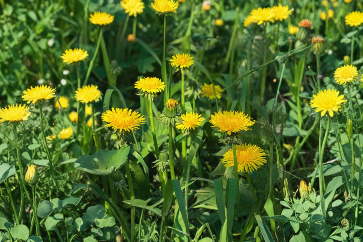 Dandelion Seeds - 250+ Edible Medicinal Herb Seeds for Garden, Pollinator-Friendly, Bright Yellow Flowers, Taraxacum officinale