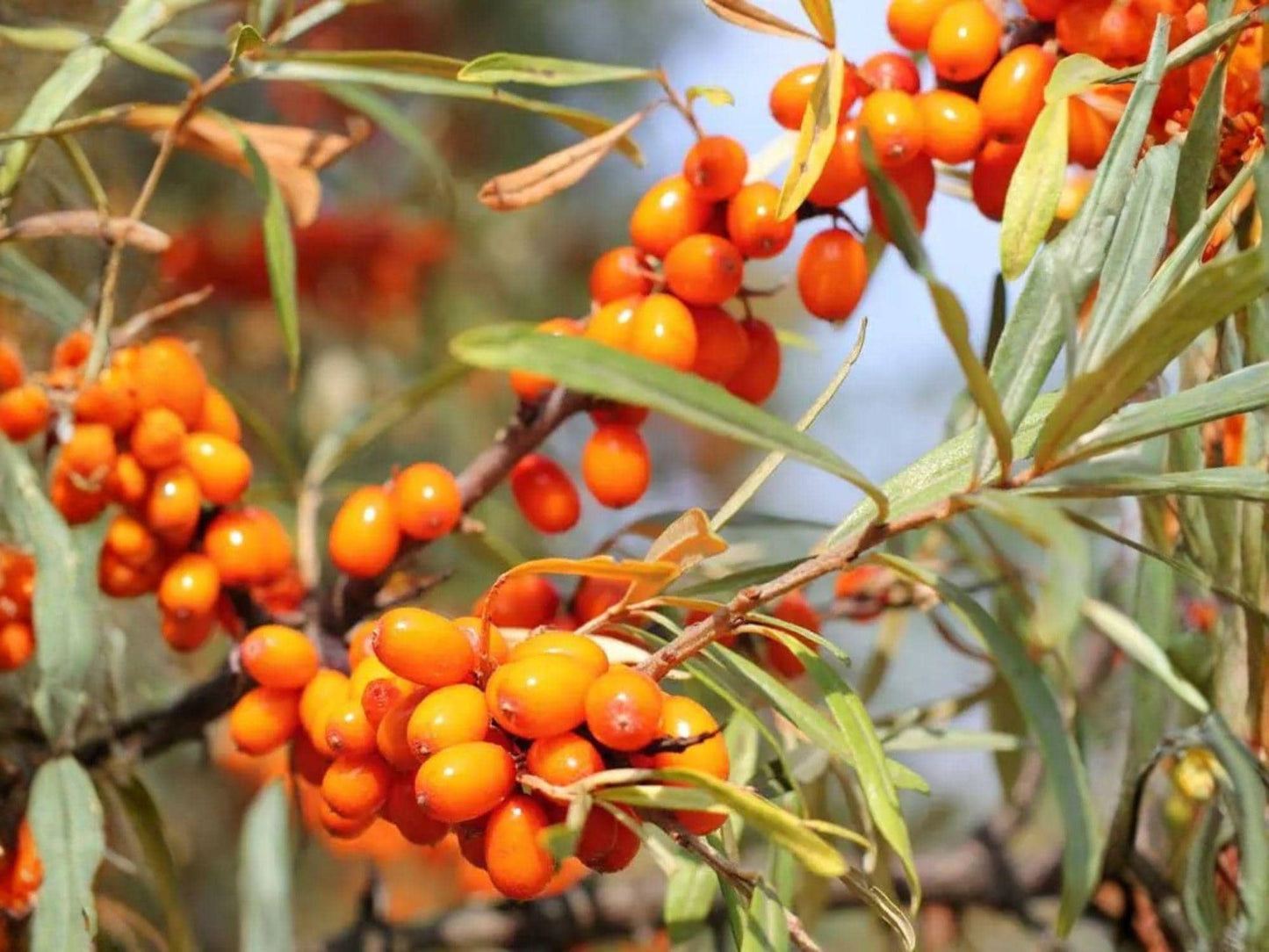 Sea Buckthorn Seeds – Heirloom Non-GMO Hippophae rhamnoides for Edible Berries, Hardy Garden Shrub, Organic Landscaping