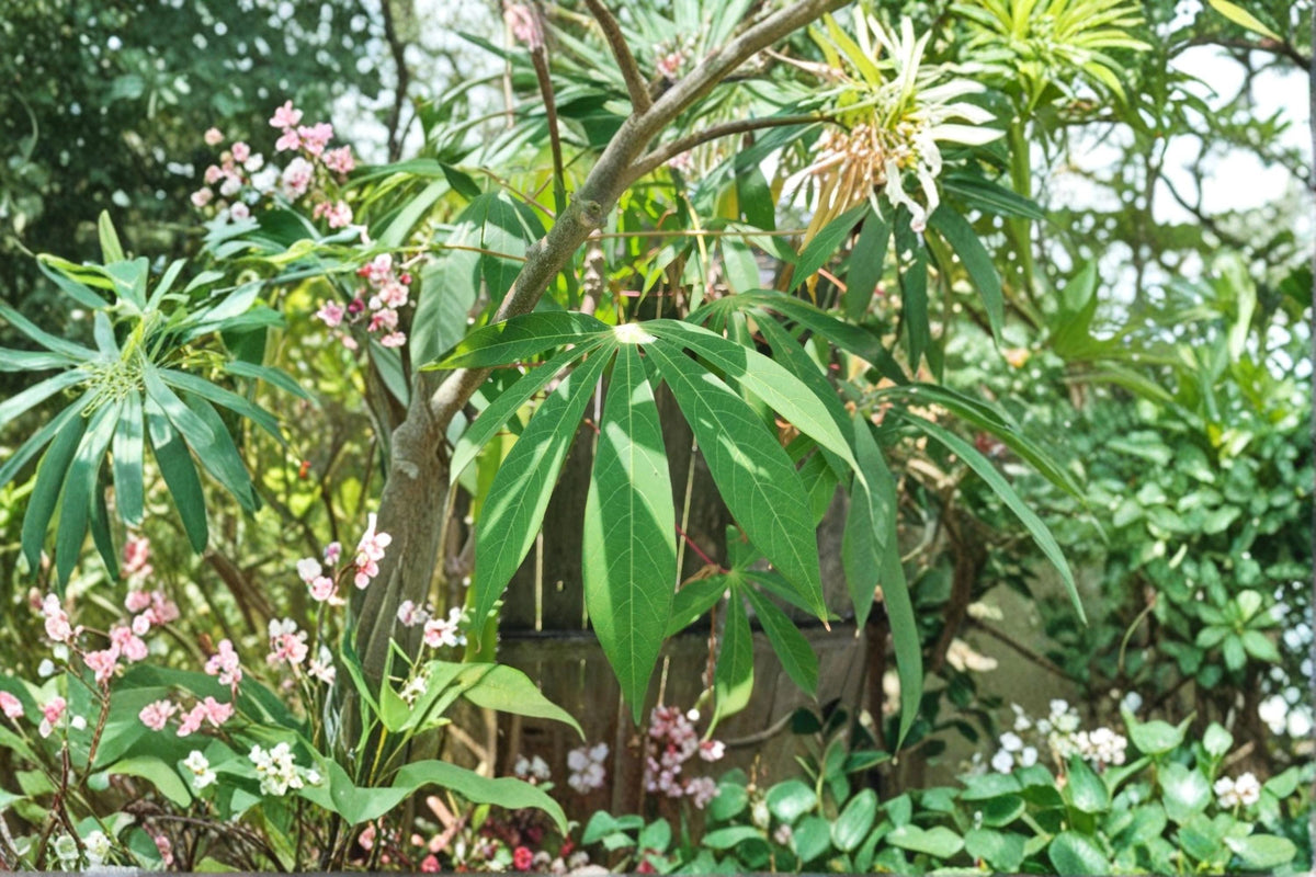 Red Cassava Cuttings 15 pcs, 9-12" Manihot esculenta, Yuca Root Plant, Tropical Food Crop, Edible Roots, Garden Propagation