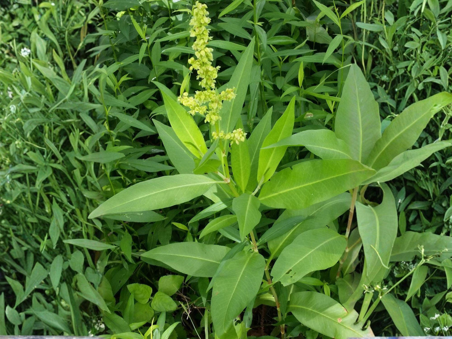 Pale Dock Seeds – Heirloom Non-GMO Native Wildflower Seeds for Natural Garden, Rumex altissimus, 100 Seeds