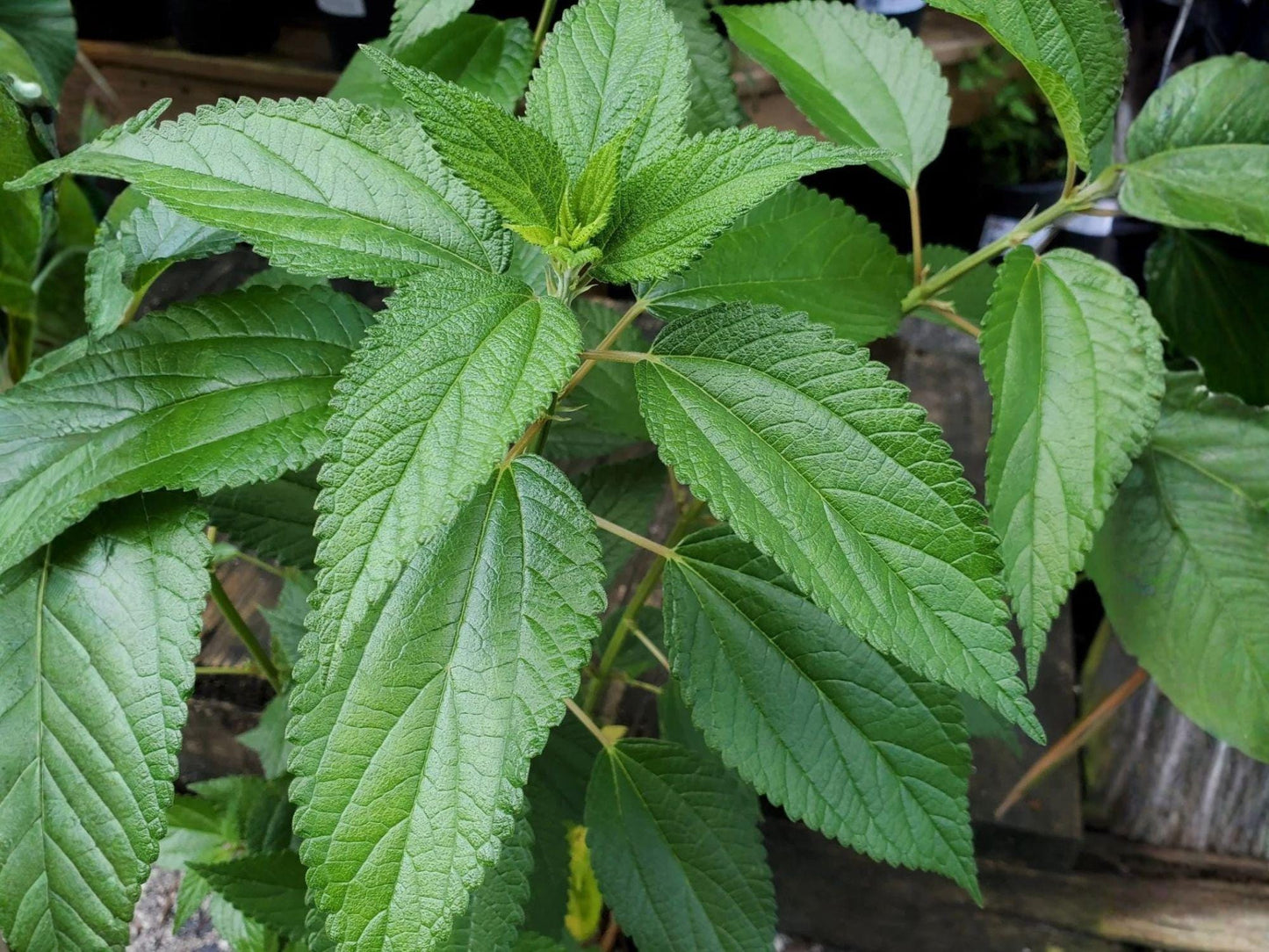Smallspike False Nettle Seeds – Heirloom Non-GMO Native Plant for Shade Gardens – Boehmeria cylindrica, Woodland & Natural Landscape