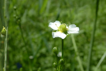 Water Plantain Seeds (100) | Native Aquatic Plant for Ponds & Wetlands | Alisma triviale
