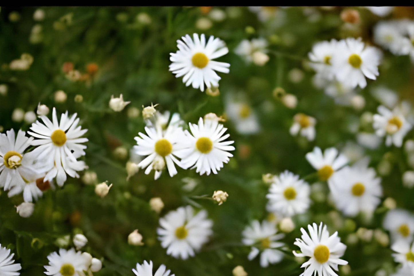 False Aster Seeds 100 Boltonia asteroides Native Wildflower for Prairie Gardens & Pollinator Habitats