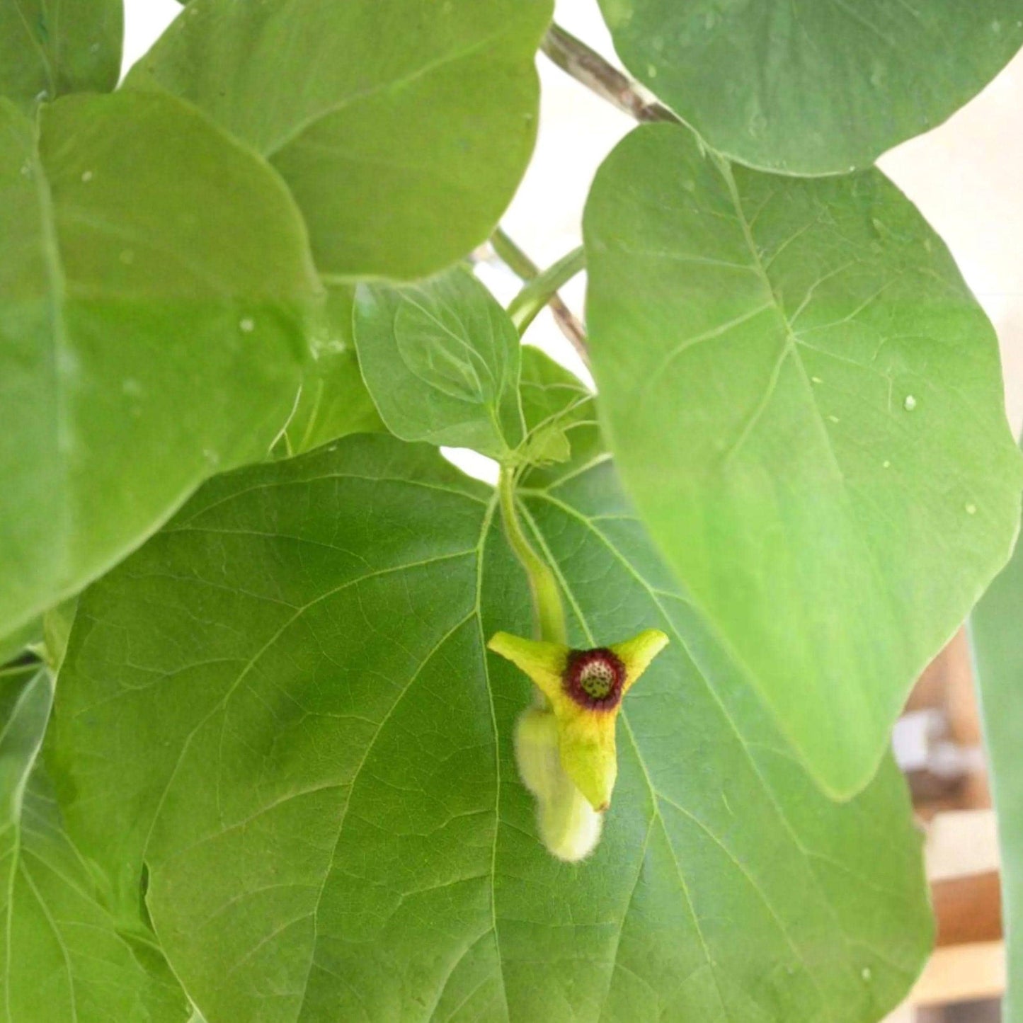 Dutchman's Pipevine Seeds, Aristolochia tomentosa, Native Climbing Vine for Shade Gardens, Butterfly Host Plant, 10 Seeds