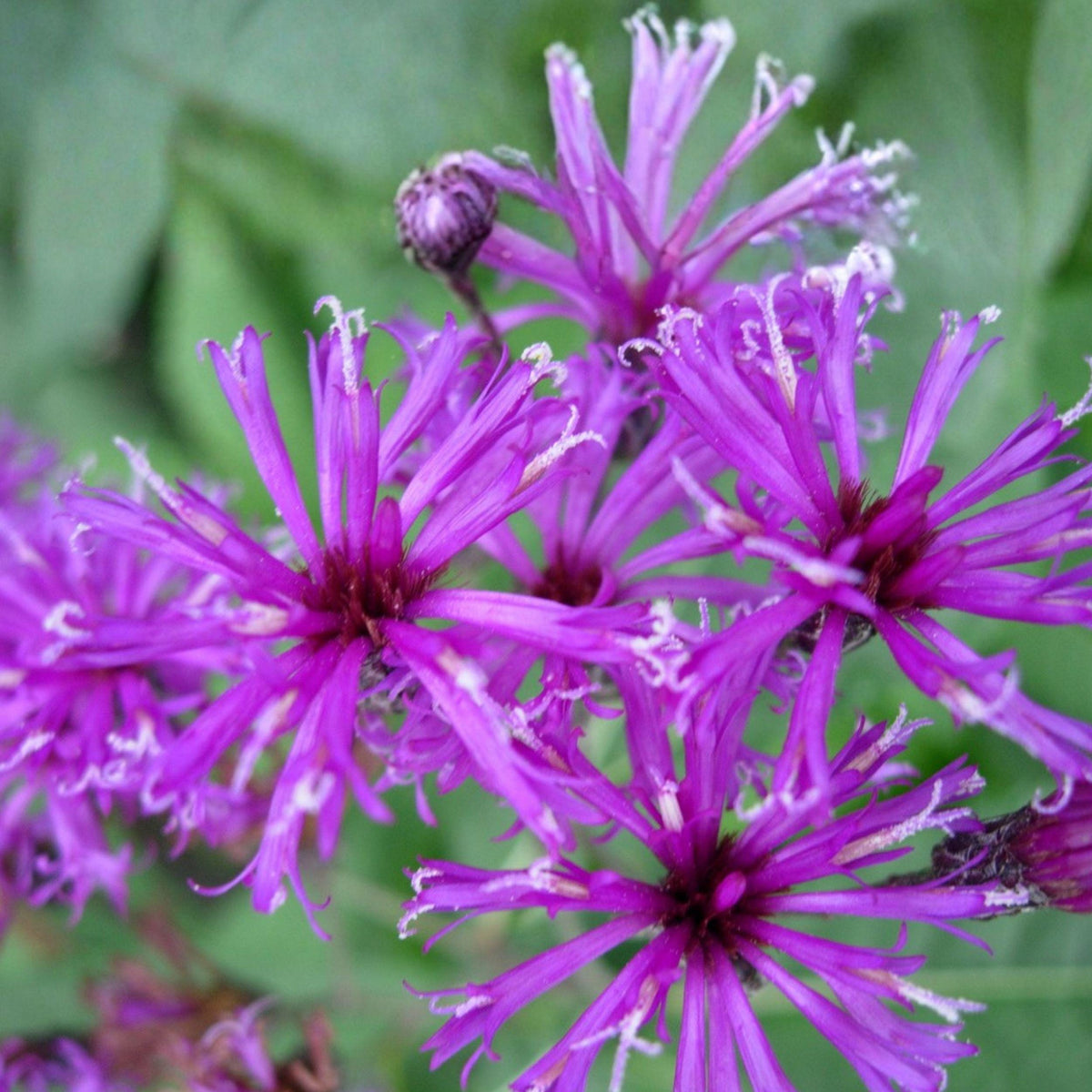 New York Ironweed Seeds – Native Purple Wildflower for Pollinator Gardens – Vernonia noveboracensis, Perennial Meadow Plant
