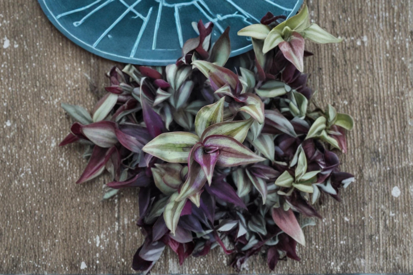 Tradescantia Zebrina Cuttings 4-6" Purple Silver Striped Trailing Plant, Indoor & Outdoor Ornamentals