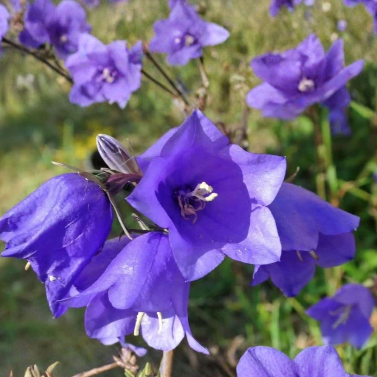 Harebells Seeds 100 Pack - Campanula rotundifolia Blue Bellflower Perennial Wildflower for Garden, Rock & Meadow Planting