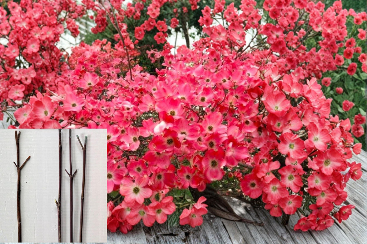 Red Flowering Dogwood Cuttings - 8-10" Unrooted Cornus florida Ornamental Tree Propagation