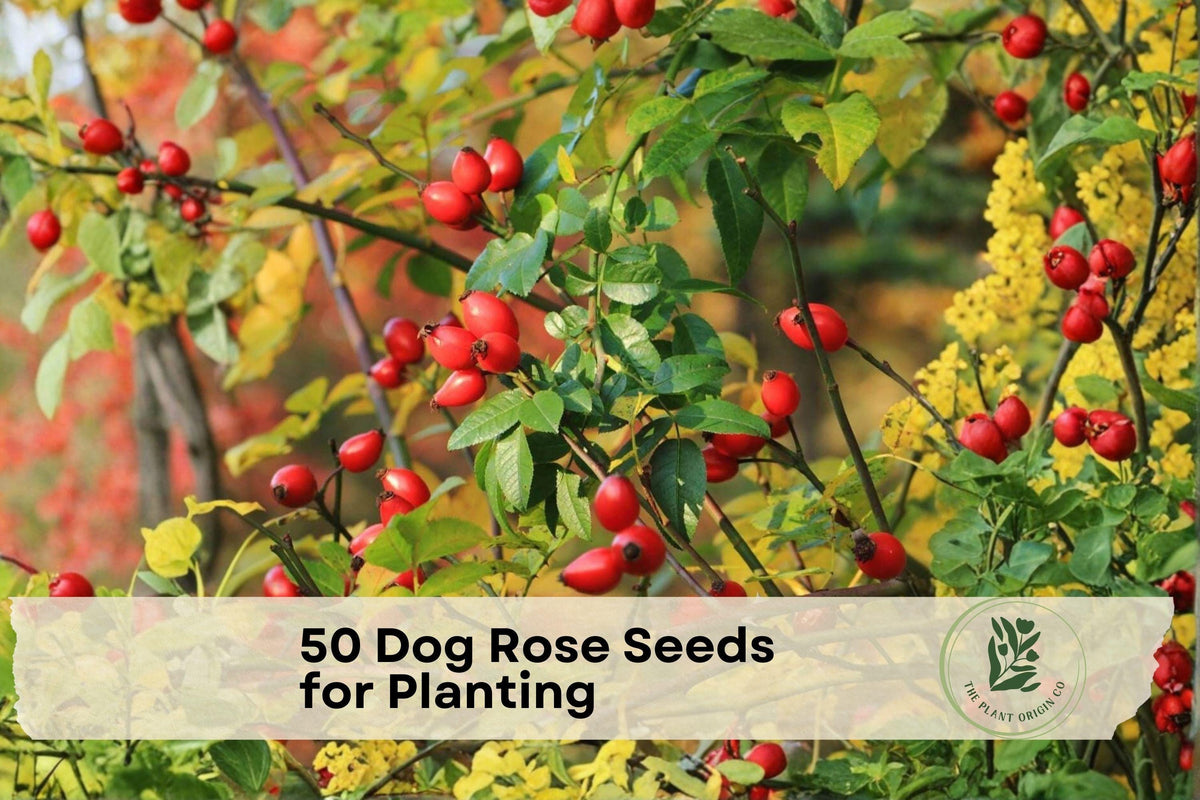50 Dog Rose Seeds Rosa canina Wild Pink Flowering Shrub for Hedges, Wildlife Gardens & Landscape