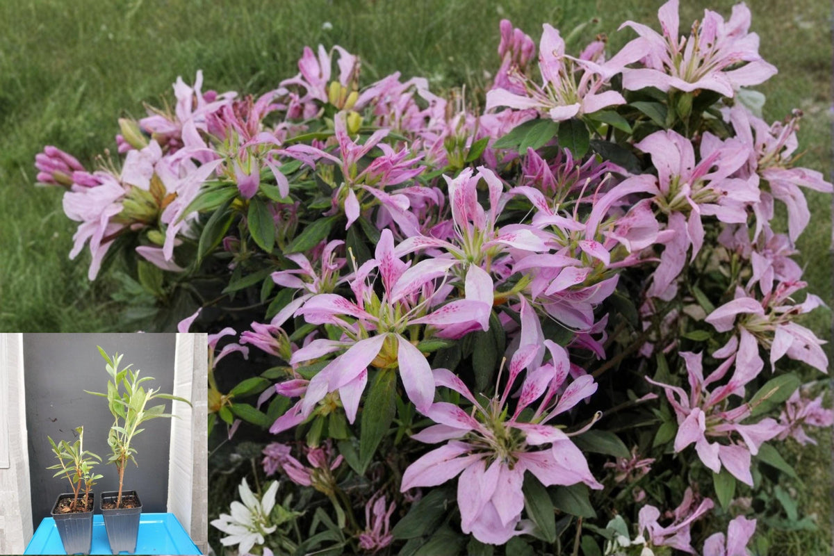 Koromo Shikibu Azalea Plant, Deciduous Rhododendron, Purple Flowers, Garden Shrub, Landscape Planting