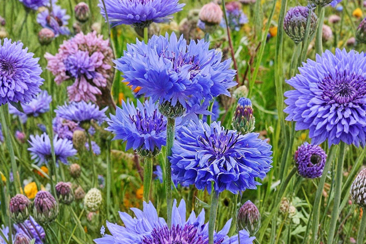 Cornflower Seeds - 200 Blue Bachelor Button Wildflower Seeds for Garden, Pollinator-Friendly, Easy Grow, Centaurea cyanus