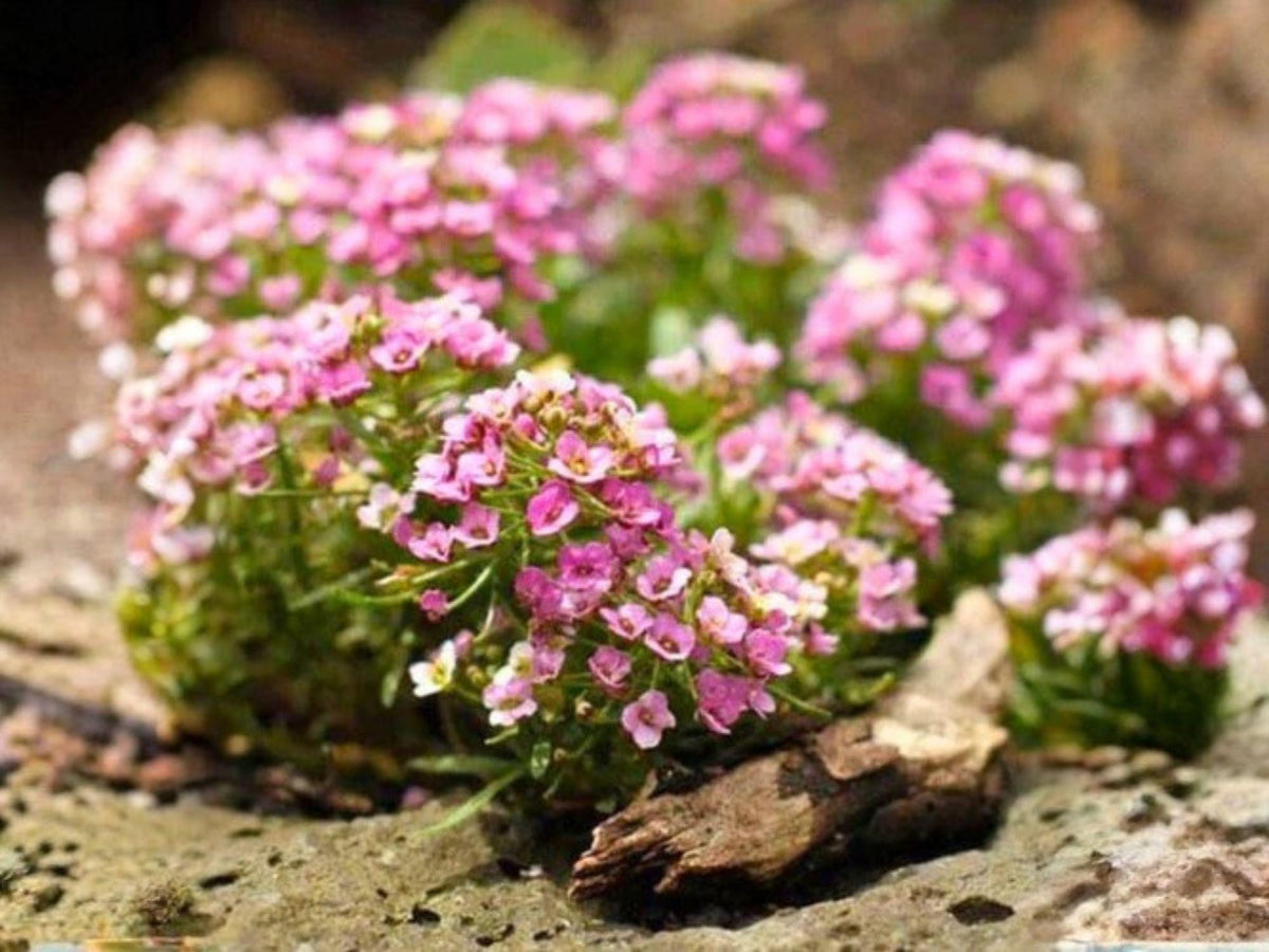 Dwarf Pink Sweet Alyssum Seeds – Heirloom Non-GMO Fragrant Garden Flowers for Borders & Containers – Lobularia maritima