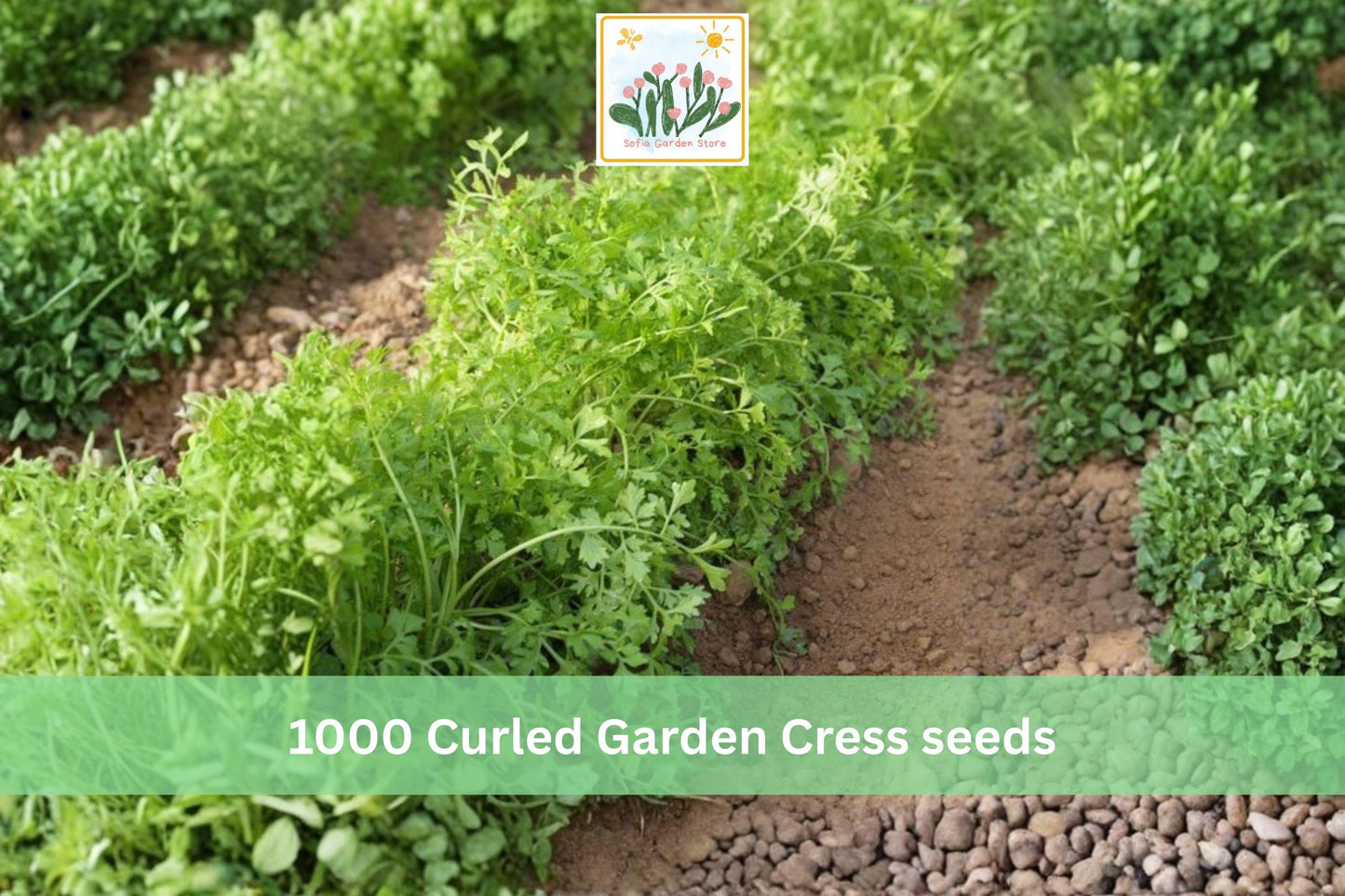 Curled Garden Cress Seeds – 1000 Lepidium sativum Fast-Growing Pepper Cress for Indoor & Outdoor Gardens
