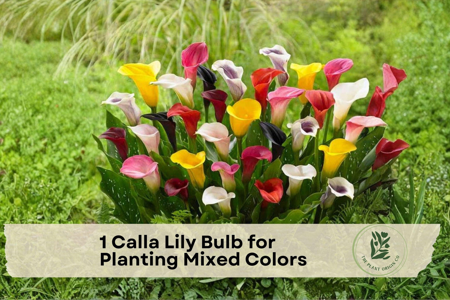 Calla Lily Bulb Mixed Colors – Zantedeschia spp. Flowering Plant for Garden Beds & Containers