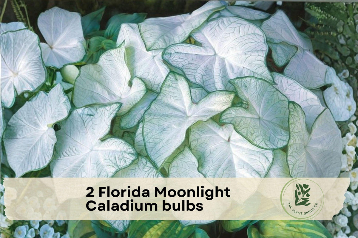 2 Florida Moonlight Caladium Bulbs - White Foliage Shade Garden Plants, Caladium bicolor for Containers & Beds