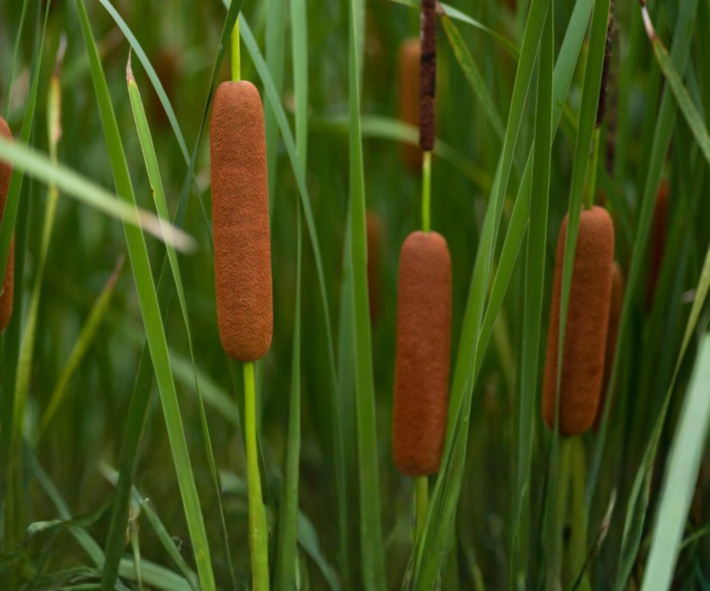Dwarf Cattail Pond Live Plant – Cold Hardy Aquatic Marginal Water Garden Edge Plant – Typha minima