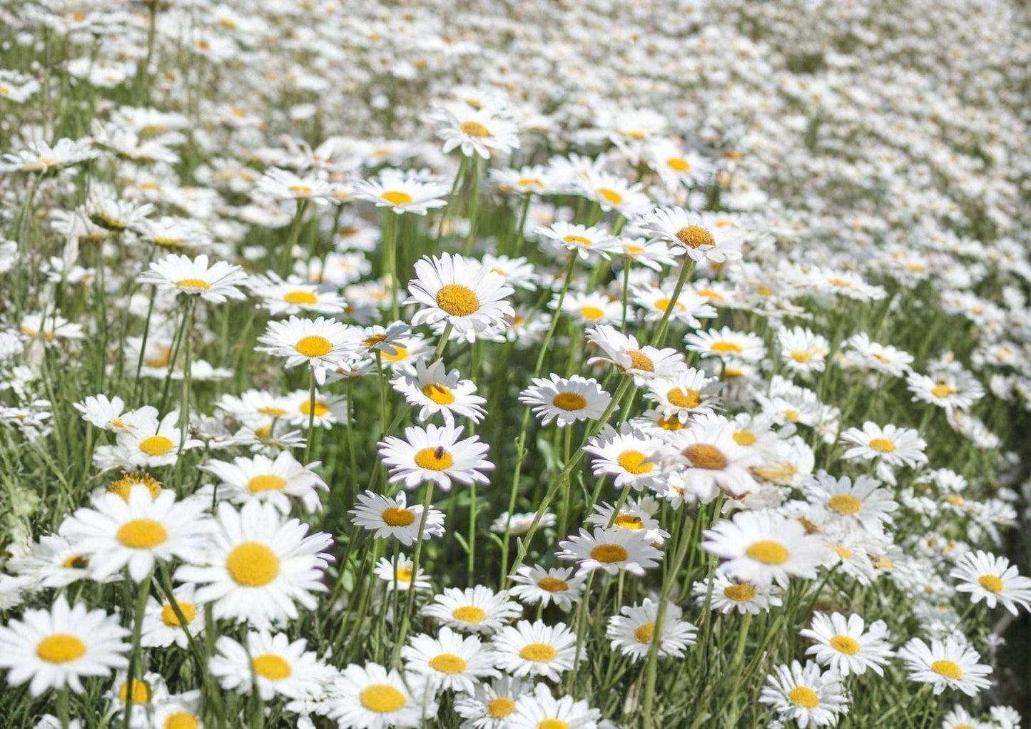 Alaska Shasta Daisy Seeds - 1000 Premium White Perennial Flower for Borders & Cottage Gardens - Chrysanthemum maximum