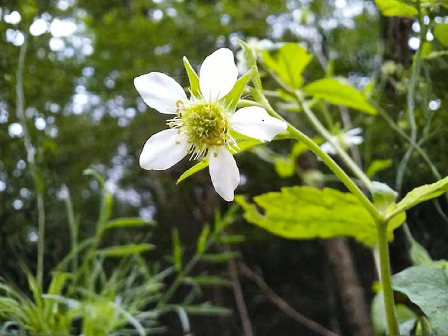 Geum canadense Seeds – White Avens Native Perennial for Shade Gardens – Woodland Wildflower – Pollinator-Friendly Plant