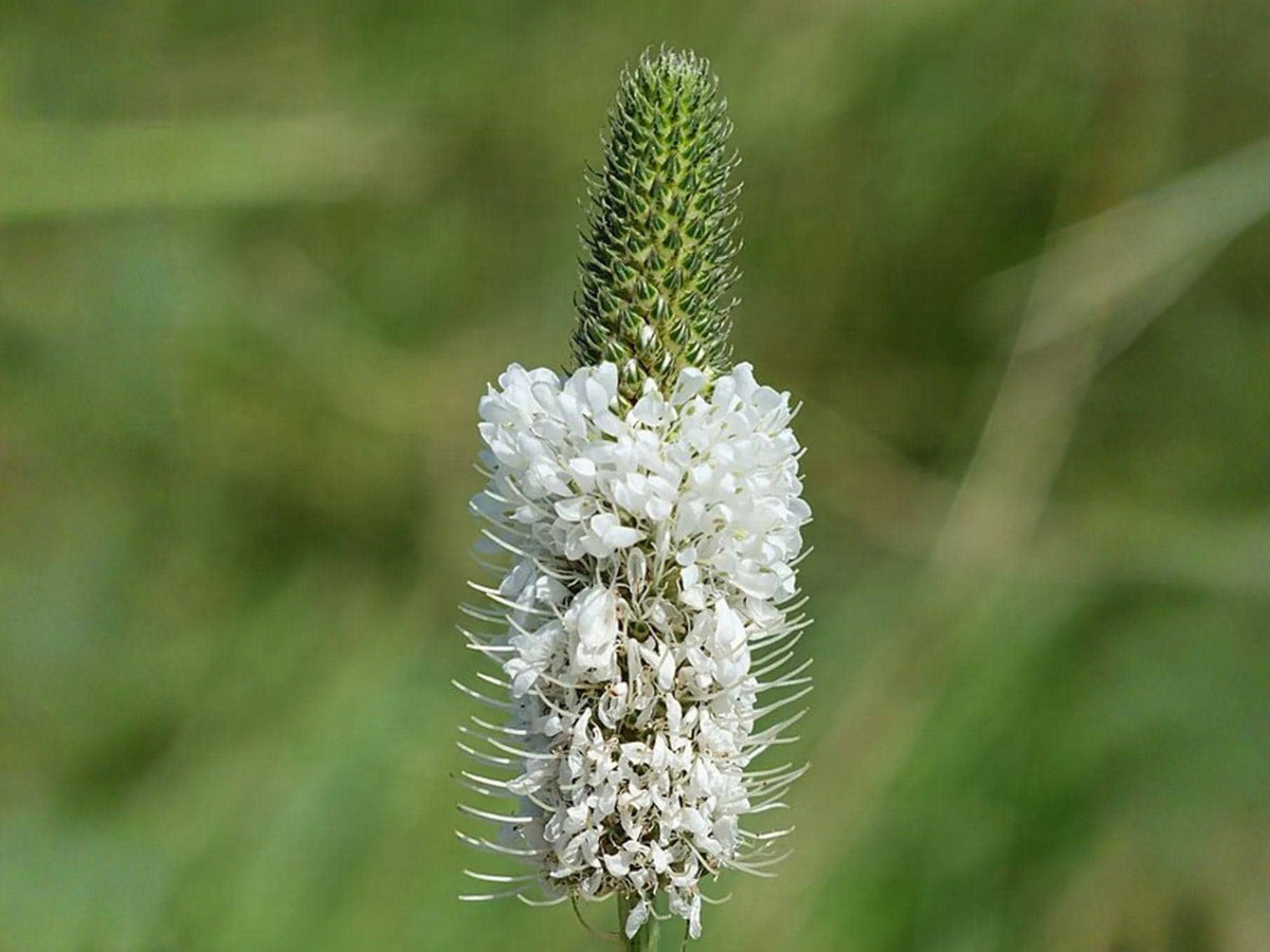 Dalea Candida White Prairie Clover Seeds – Native Perennial Legume for Pollinator Gardens & Prairie Restoration