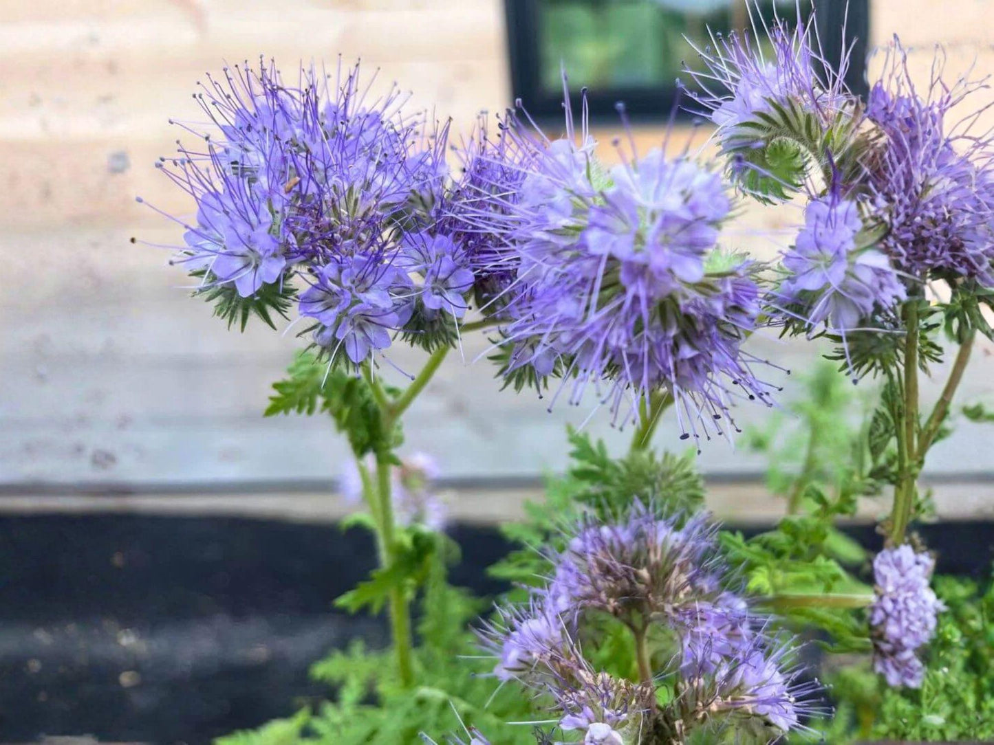Phacelia Tanacetifolia Seeds – Lacy Phacelia Purple Tansy Pollinator Flower Annual Wildflower Cover Crop 100 Seeds