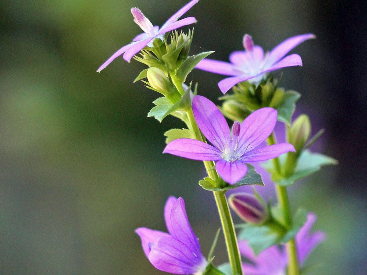 Triodanis Perfoliata Seeds – Venus’ Looking Glass Native Wildflower – Blue-Violet Annual for Prairie Gardens & Wildflower Meadows