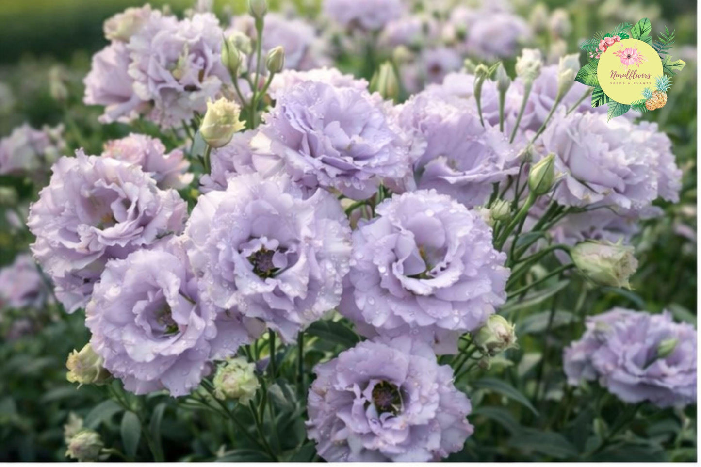 Starlight Lilac Lisianthus Seeds – Non-GMO Heirloom Flower Garden Seeds for Borders, Containers & Cut Flowers – Eustoma grandiflorum