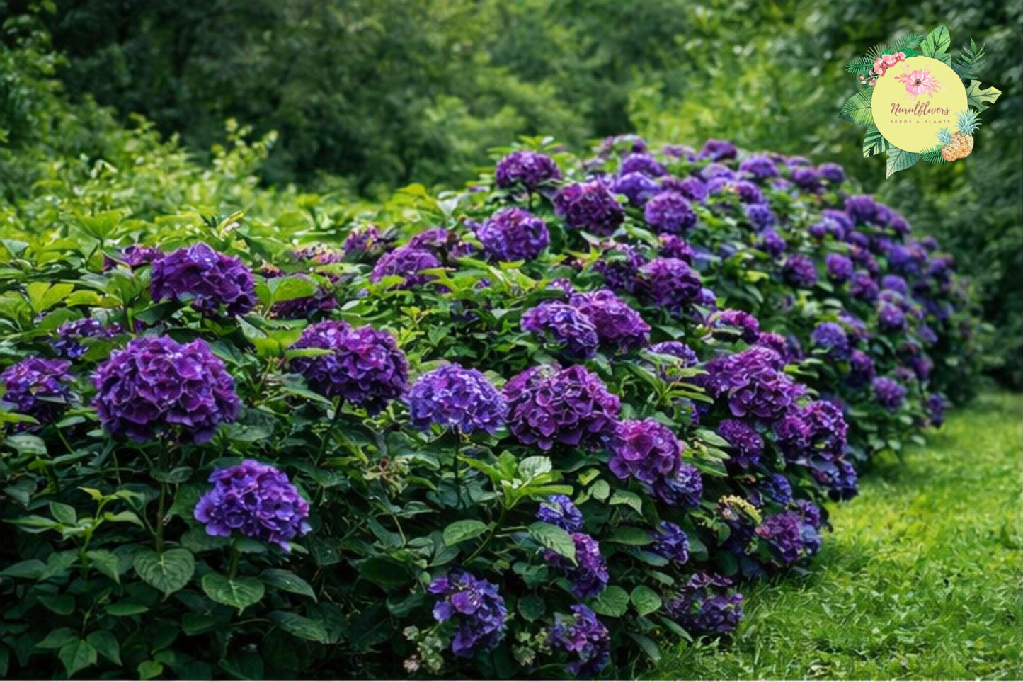 Deep Purple Hydrangea Seeds | Non-GMO Hydrangea macrophylla Flower for Garden, Borders, Containers