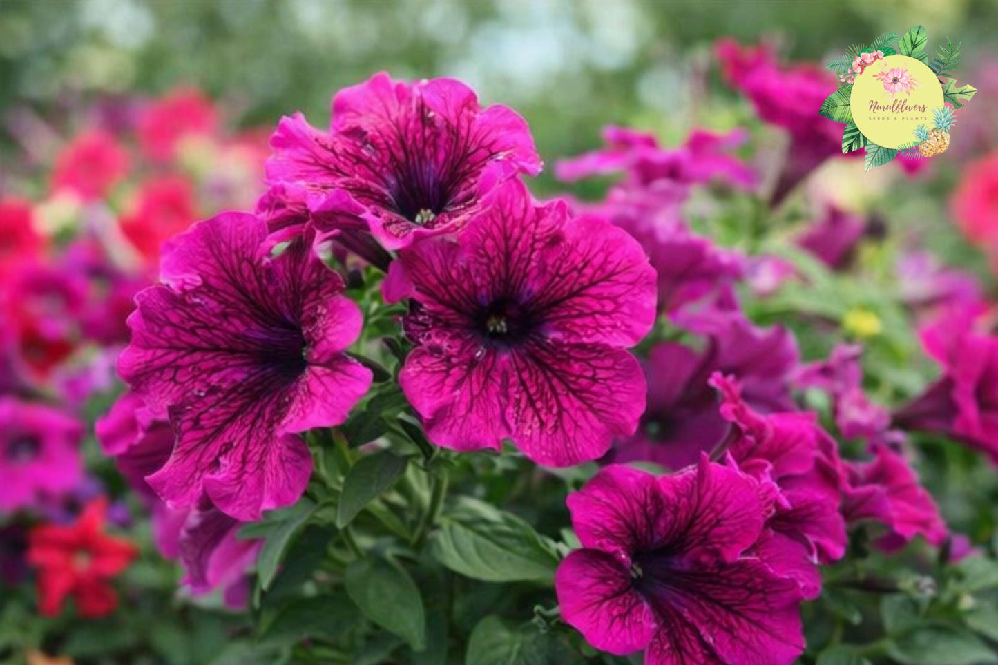 Petunia Seeds – 350+ Count Perennial & Annual Flowers for Garden, Borders, Containers, Petunia × atkinsiana