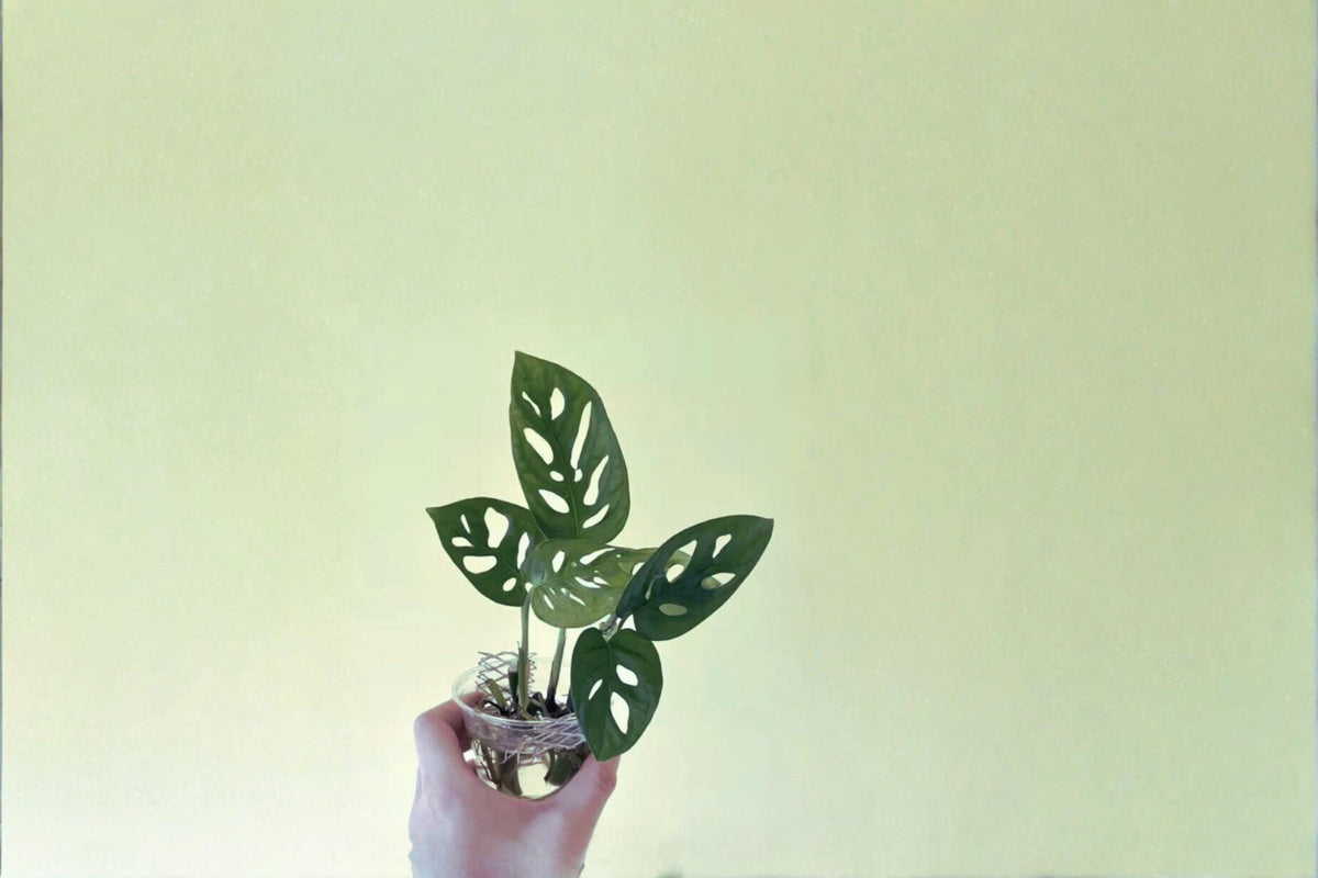 Monstera adansonii Cuttings – 2 Nodes, 2 Leaves, Swiss Cheese Plant, Tropical Climbing Houseplant
