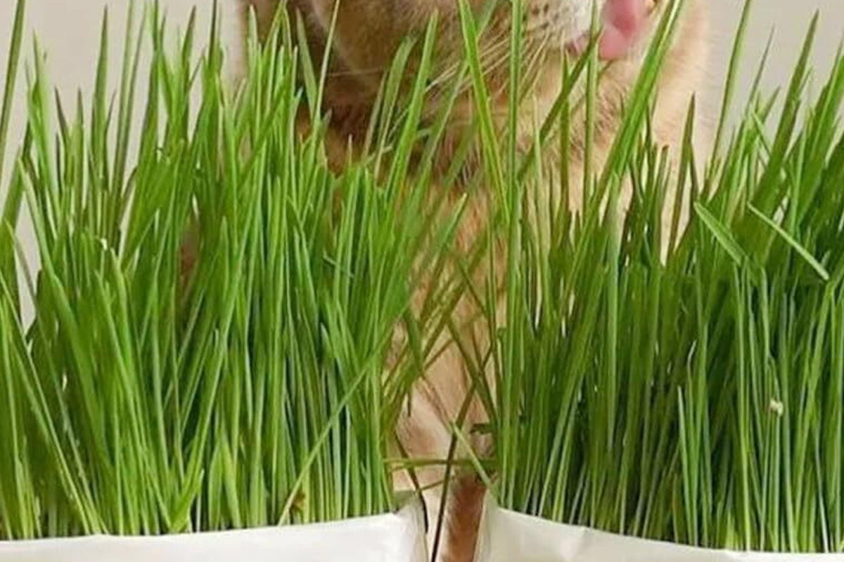 Crested Wheatgrass Seeds for Cats – Pet-Safe Indoor Cat Grass, Fast-Growing, 100+ Seeds, Natural Cat Treat, Indoor Pet Grass