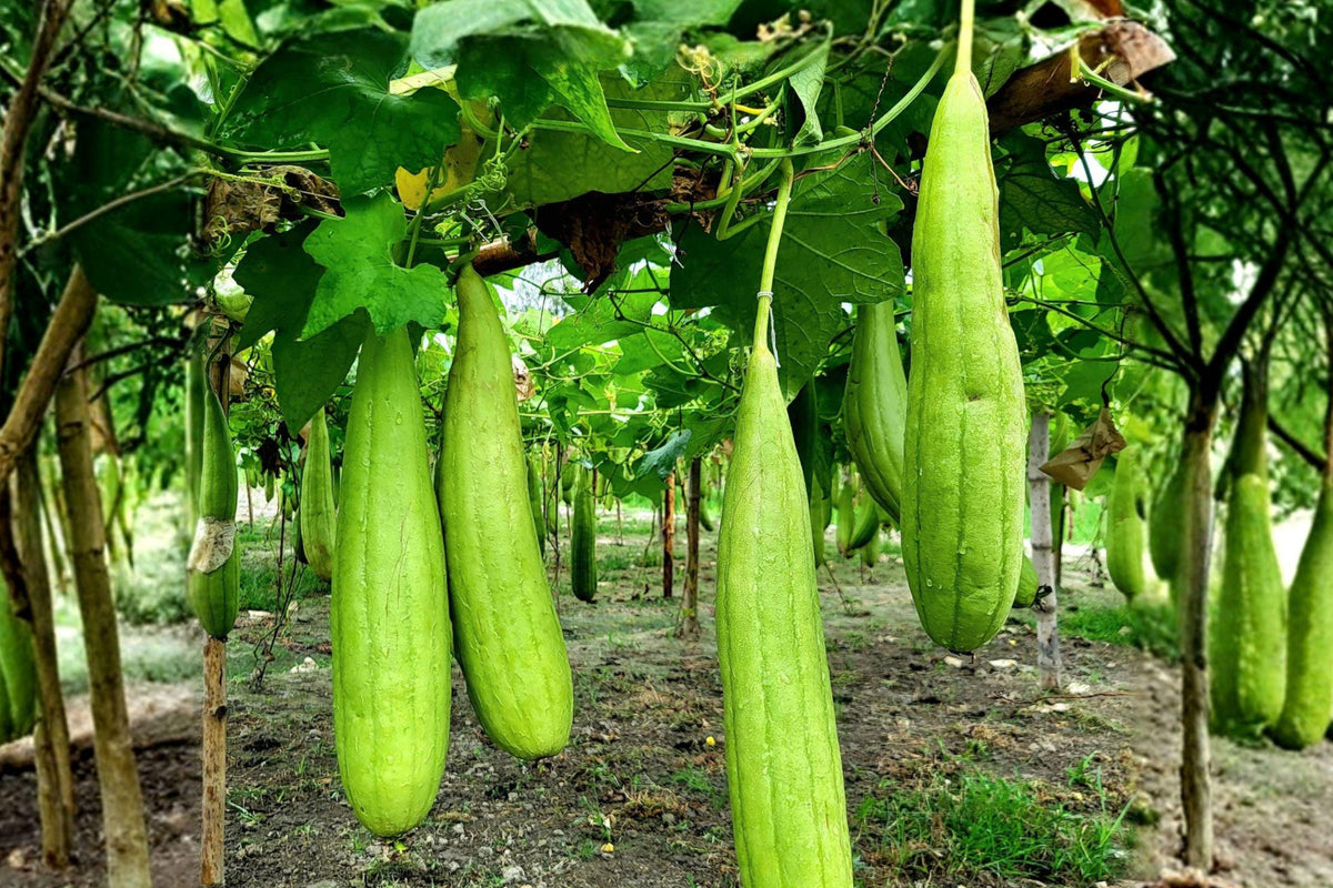 Luffa Sponge Gourd Seeds – Natural Bath Vegetable Plant, Climbing Vine, Edible Fruits, Pollinator Friendly, 10+ Seeds