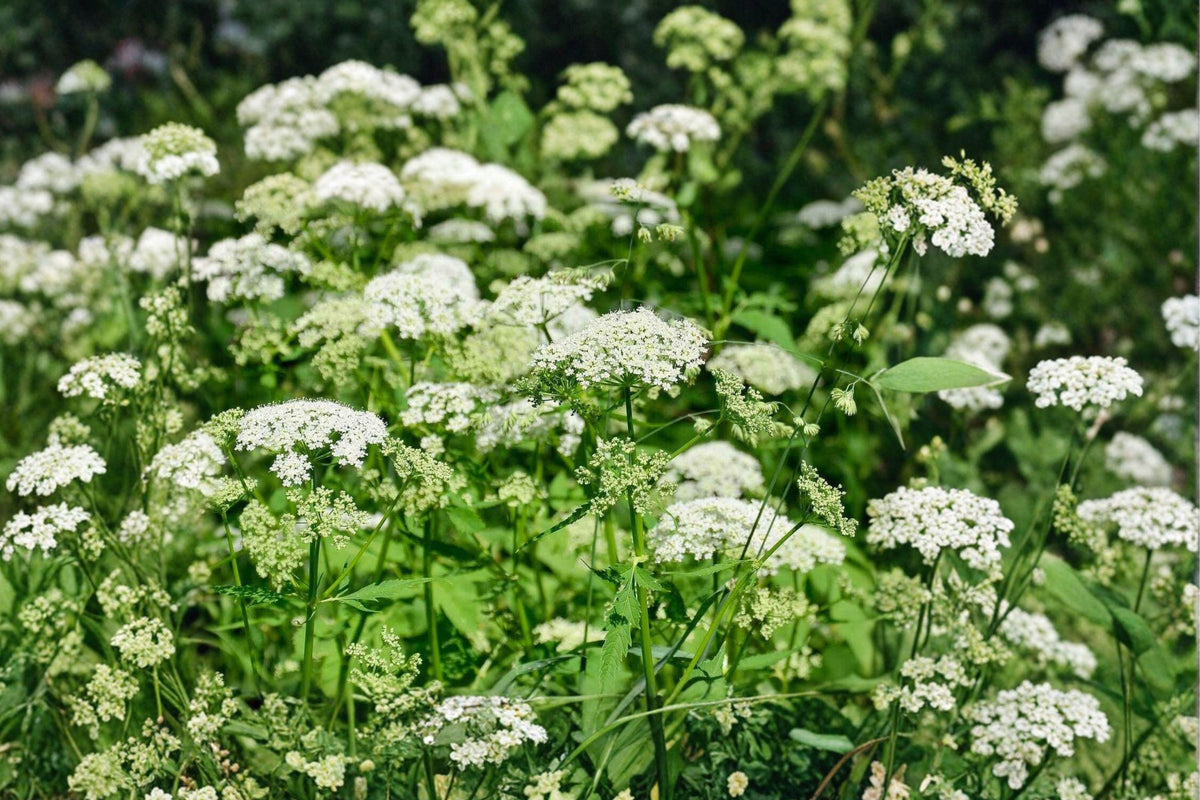 Caraway Seeds Pack – 300+ Heirloom Culinary Herb Seeds for Garden, Carum carvi, Aromatic, Pollinator-Friendly, Easy to Grow