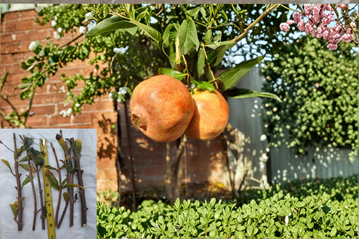 White Pomegranate Cuttings 8-10" | Punica granatum Fruit Tree Propagation Material