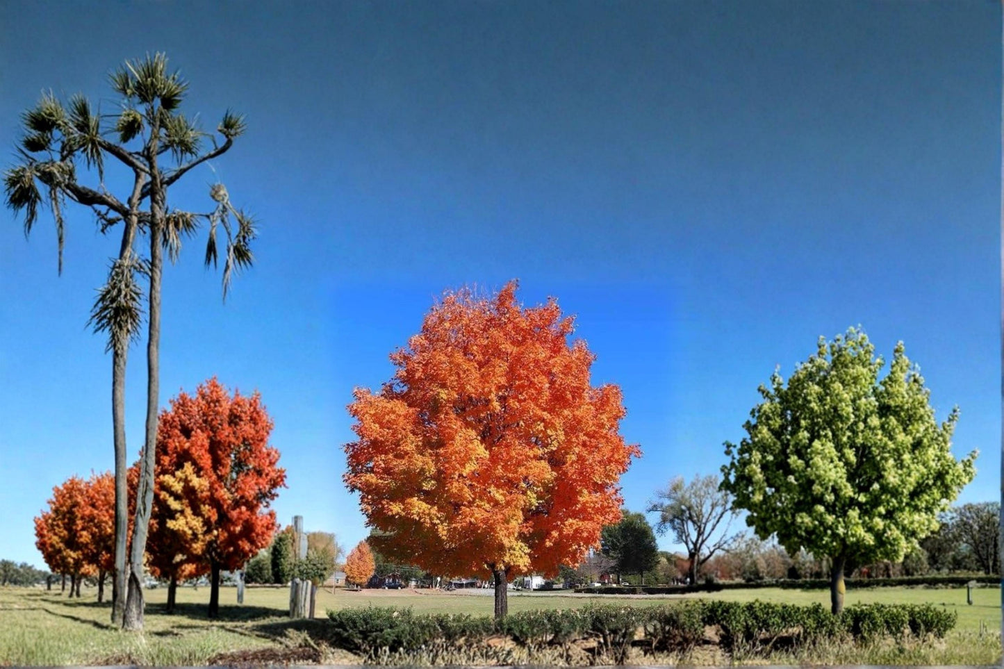 Sugar Maple Live Plants 2ft Tall Bare Root Acer saccharum Ornamental Shade Tree Pair