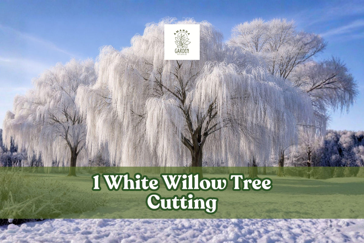 White Willow Tree Cutting – Silver Leaf Deciduous Landscape Tree – Salix alba